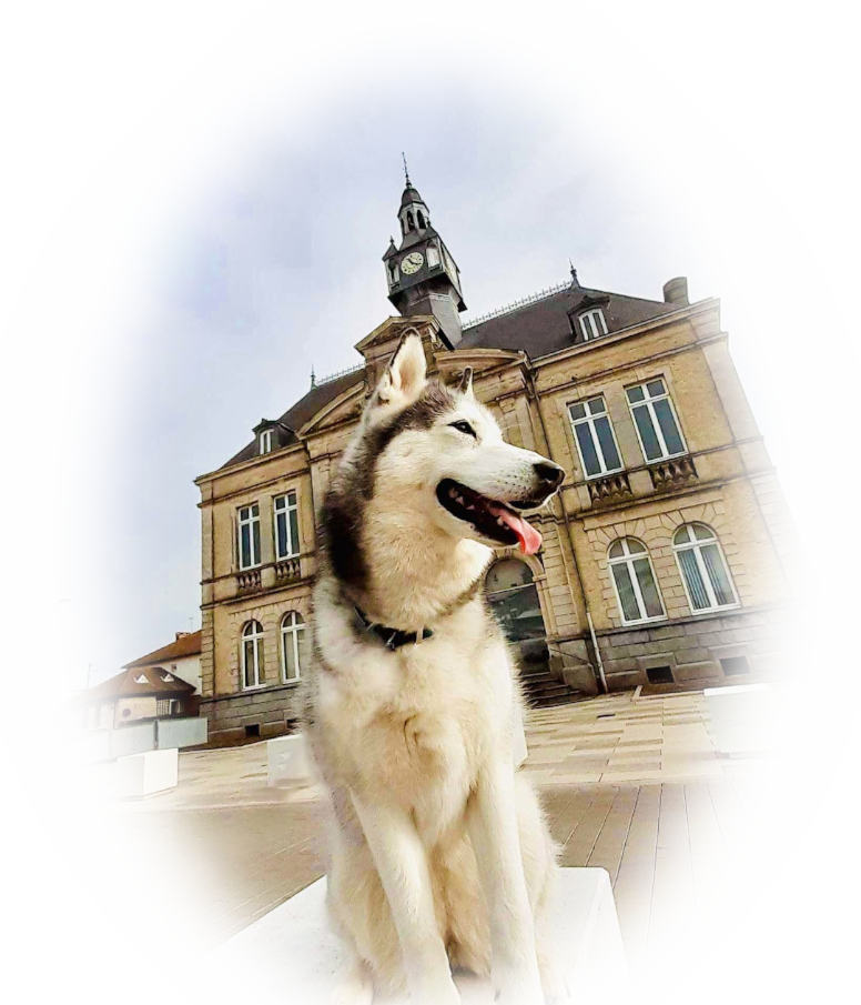 Un Husky
